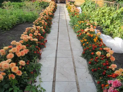 Каталог Цветов для Дачи (240+ Фото с Названиями ) - ModernPlace.ru |  Современное садоводство, Клумбы, Однолетние цветы