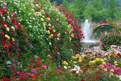 Ландшафтный дизайн с розами на участке или в саду, фото красивых вариантов