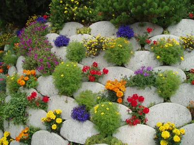 Цветы для сада: красивые однолетние и многолетние, популярные, цветущие всё  лето