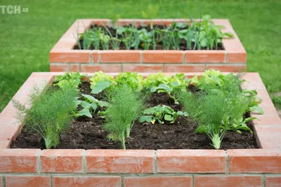 Как организовать огород на небольшом участке - идеи и примеры — Дом — tsn.ua