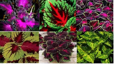 Coleus is a beautiful plant for decorating a garden, and as an indoor  flower! - YouTube