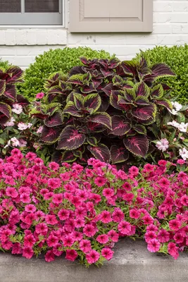 Supertunia Vista® Paradise - Petunia hybrid Images | Petunia flower, Front  flower beds, Front yard landscaping