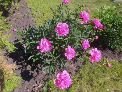 Пион Травянистый - «После многолетних попыток завести пионы в саду наконец  мы можем ими любоваться, но так недолго, что я забываю, какого же цвета  наши пионы. » | отзывы