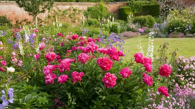 Фото пионов на даче, красивые цветы пионов на клумбе в саду
