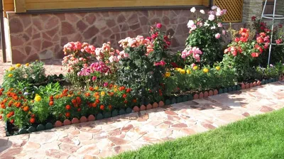 Розы в ландшафтном дизайне сада и дачного участка - оформление и уход