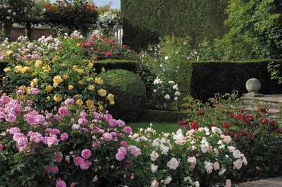 Английские розы в ландшафтном дизайне - 68 фото