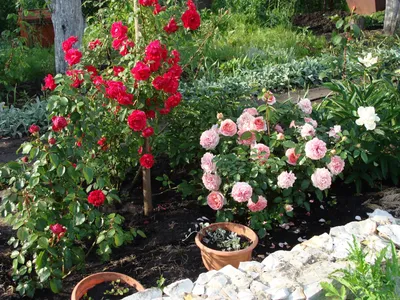 Розарий на даче: как сделать его визитной карточкой двора | Уход за розой,  Розы, Советы для огорода