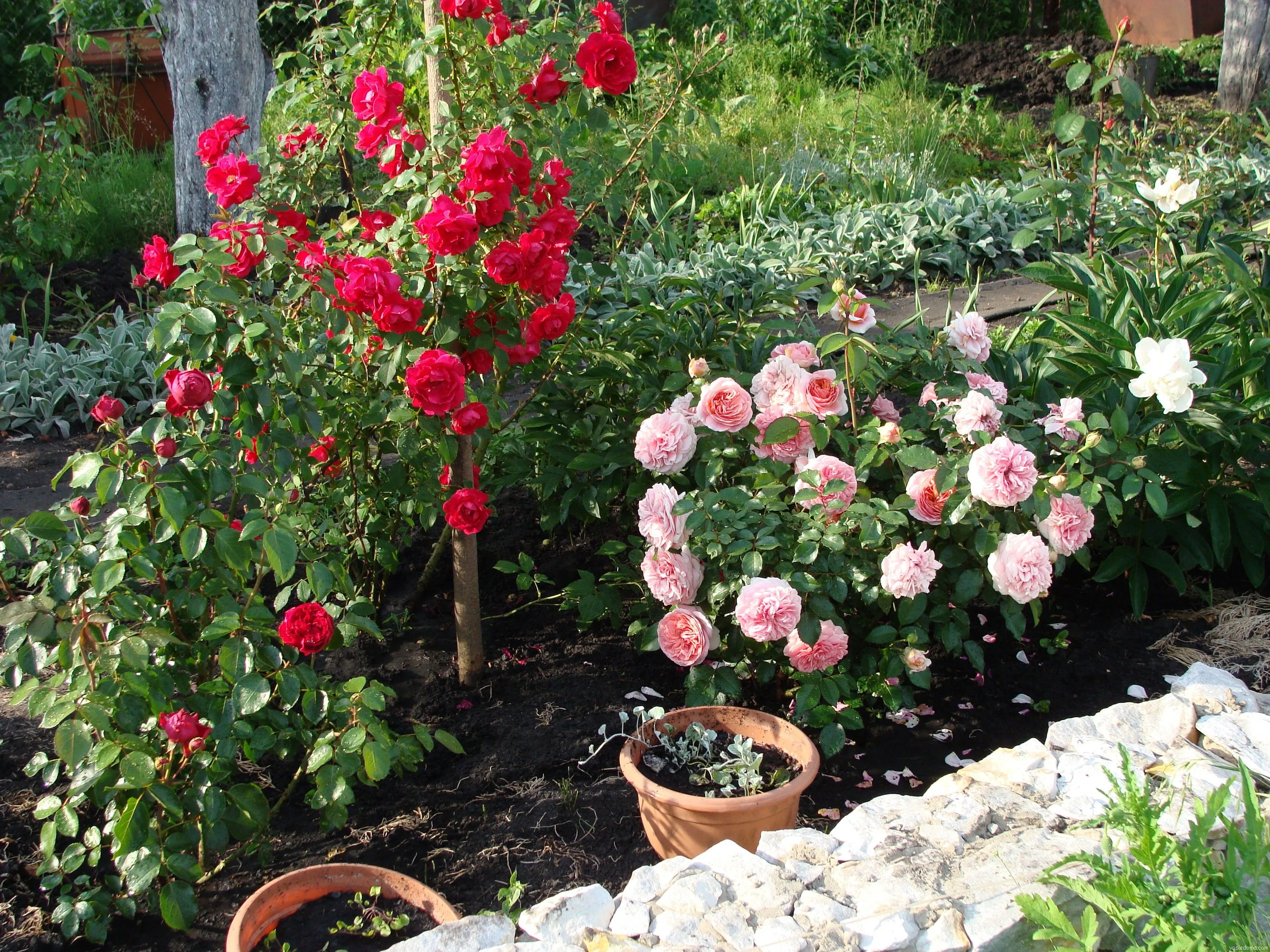 Можно ли садить разные сорта. Розарий Канадские розы.