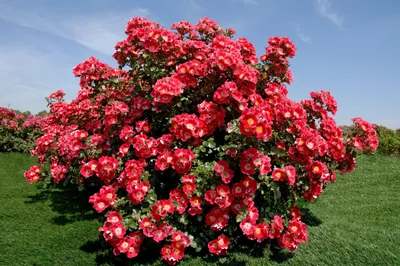 Как организовать розарий или цветник из роз?