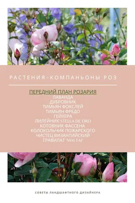 Растения - компаньоны для роз | Растения, Дизайн розового сада, Цветник план