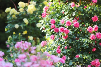 Что такое розарий, каким он бывает и какие сорта роз для него выбрать —  Ботаничка