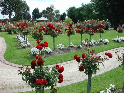 Штамбовые розы в ландшафтном дизайне - фото и картинки: 67 штук