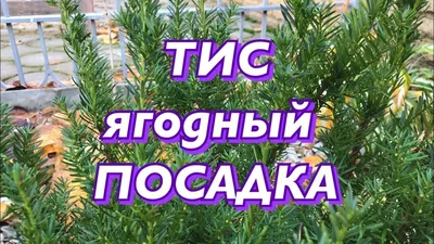 Тис ягодный посадка и уход .Тисс ягодный (Taxus baccata) - YouTube