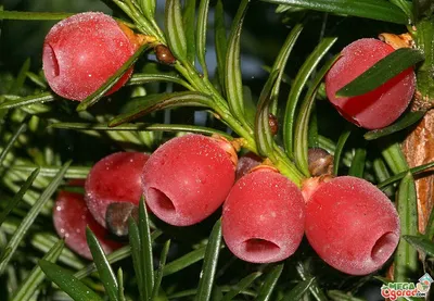 Тис ягодный: описание, сорта и агротехника