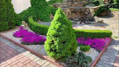 Сад весной: соседи хвойных, цветущие многолетники. - YouTube