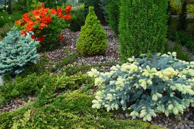 Карликовые хвойные растения: виды и сорта, использование в ландшафтном  дизайне, фото