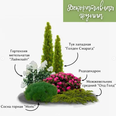 ПАЕР | Питомник растений, ландшафтный дизайн