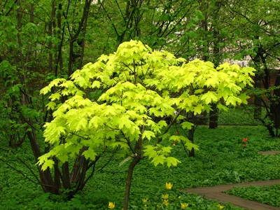 Клён Кленовые Acer sp. / Деревья хвойные и лиственные