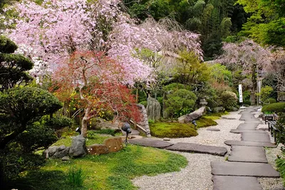 Какие растения выбрать для создания японского сада