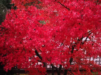 Клен красный — красивый в любое время года. Выращивание, сорта,  использование в ландшафте. Фото — Ботаничка
