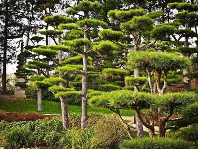 Японские деревья: карликовые, мини деревья из сосны обыкновенной, бонсай