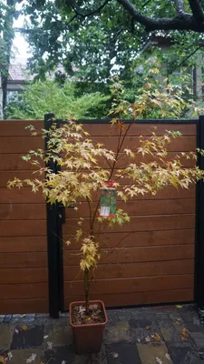 Японский клен Rovinsky Garden (Japanese maple Red winter wood) Sango-kaku  1.8-2.2 м (объём горшка 15 л) RG034, цена 6800 грн — Prom.ua (ID#1745179070)