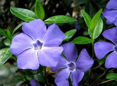 Цветок барвинок – посадка и уход, выращивание в открытом грунте