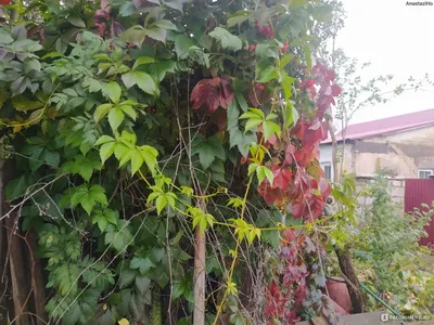 Девичий виноград пятилисточковый ( Parthenocíssus quinquefolia) -  «Пожалейте своих соседей, не сажайте это на участке! » | отзывы