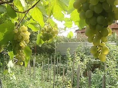 Виноград Глаза - Чудо Света в вашем саду | Zelendvir