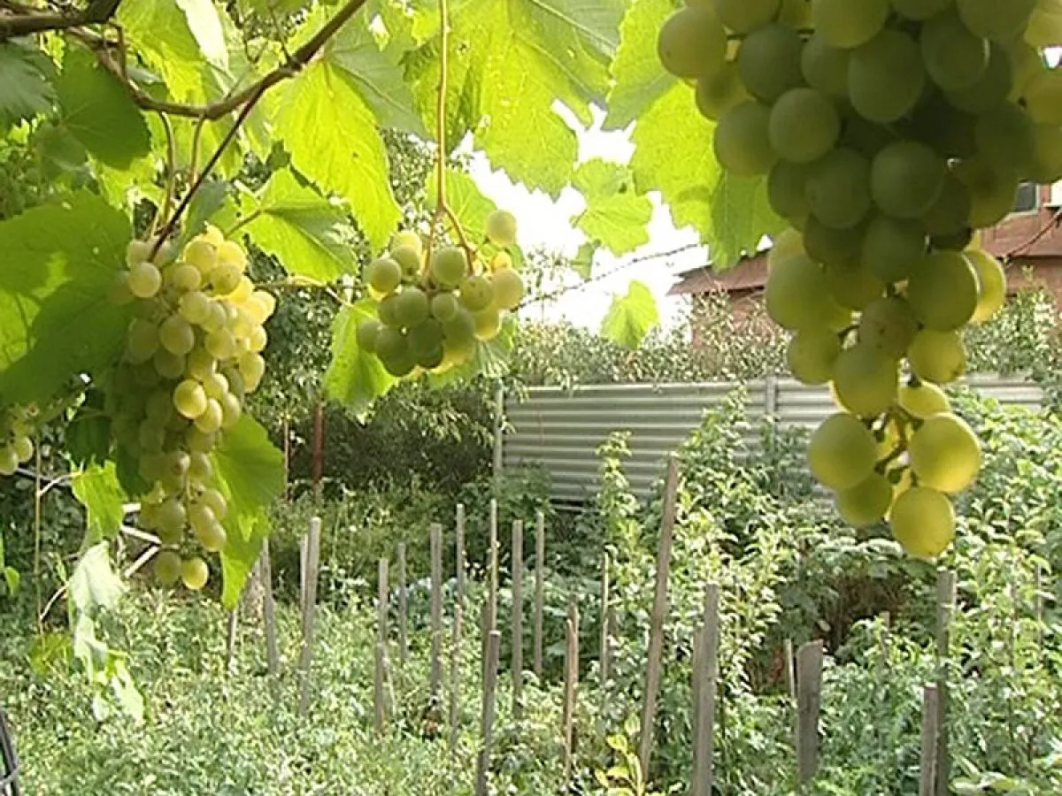 Виноградник в саду