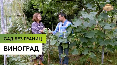 Выращивание винограда на дачном участке \\ Сад без границ - YouTube