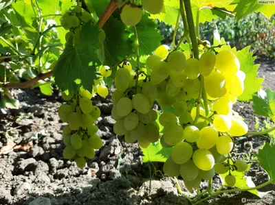 Виноград - «Наше семейное хобби - маленький виноградник...из 28 кустов.  Технические, столовые сорта и солнечные фото. » | отзывы