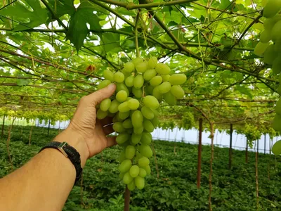 Как вырастить вкусный и здоровый виноград — Ботаничка