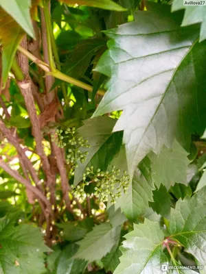 Девичий виноград пятилисточковый ( Parthenocíssus quinquefolia) -  «Декоративное растение для озеленения садовых участков и исполинских  заборов» | отзывы