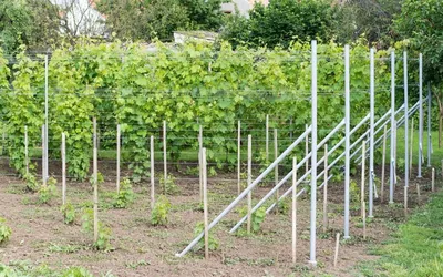 Как правильно посадить виноград 🍇 | Выращивание, размножение