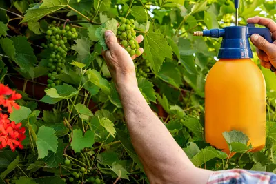 Как ухаживать за виноградом летом? Полив, обрезка, подкормки. Фото —  Ботаничка