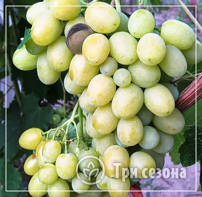 Виноград зеленый \"Первозванный\" купить саженцы в Нижнем Новгороде.
