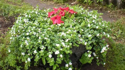 Цветок Бакопа - посадка и уход в открытом грунте, фото