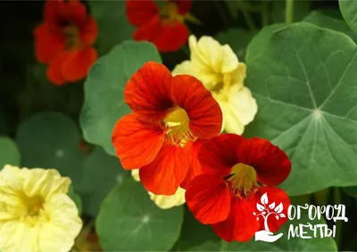 Цветочные бордюры для клумбы и садовой дорожки: лучшие садовые цветы для  оформления декоративных композиций в ландшафтном дизайне