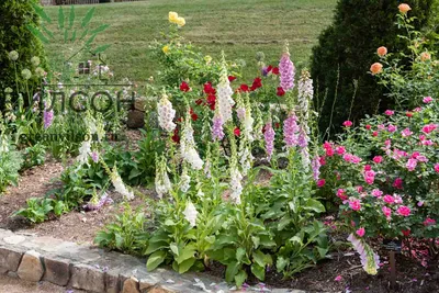 Примеры декоративных посадок, цветники непрерывного цветения, розарии и  композиции из многолетних растений