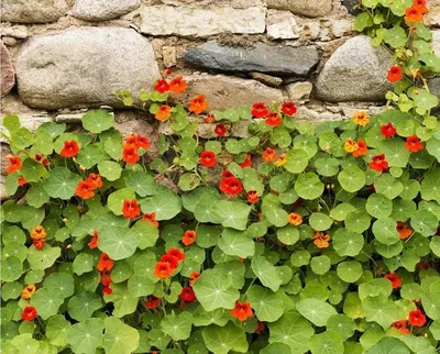 10 самых надёжных однолетних цветов для вашего сада. Описание и фото —  Ботаничка