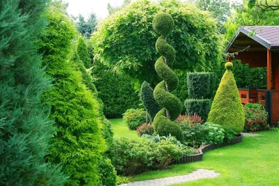 Сад с иголочки: какие хвойные выбрать для сада и ландшафтного дизайна -  Общество - Newsler.ru