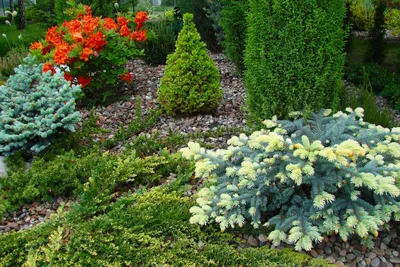 Карликовые хвойные растения для сада: советы по посадке и уходу | ЗеленГрад  - ландшафтный дизайн | Дзен