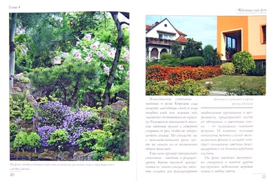 Иллюстрация 1 из 1 для Хвойные в дизайне сада - Ольга Бондарева | Лабиринт  - книги. Источник: Лабиринт