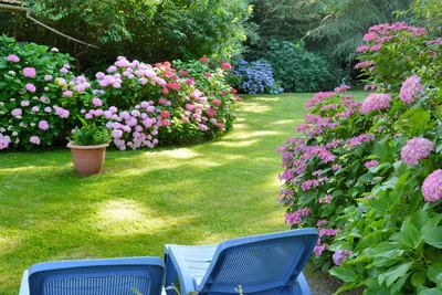 6 главных правил малоуходного сада от ландшафтного дизайнера. Как создать  сад для ленивых? Фото — Ботаничка