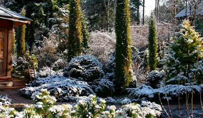 Зимний сад: выбор растений и основные принципы проектирования - VIVE group  | Ландшафтный дизайн