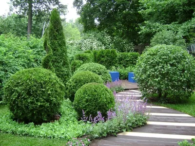 Хвойники в саду: декоративные низкорослые хвойные растения и деревья для  дачи