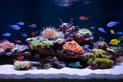 Как оформить аквариум красиво: Советы как украсить аквариум своими руками,  идеи для оформления и украшения аквариума | Houzz Россия