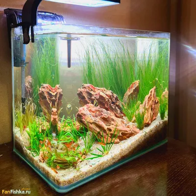 Создание настольного аквариума, 30 литров - Уход и оформление аквариума,  полезные советы - Форум FanFishka.ru