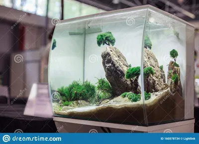 Дизайн аквариума с камнями и белым фоном Стоковое Фото - изображение  насчитывающей ñ…oð±ð±ð¸, ñƒðºñ€ð°ñˆðµð½ð¸ðµ: 160578734